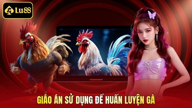 Giáo án sử dụng để huấn luyện gà