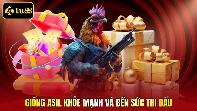 Giống Asil khỏe mạnh và bền sức thi đấu