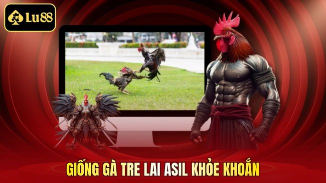 Giống gà tre lai Asil khỏe khoắn