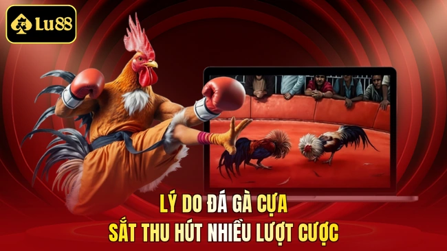 Lý do đá gà cựa sắt thu hút nhiều lượt cược