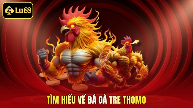 Tìm hiểu về đá gà tre Thomo